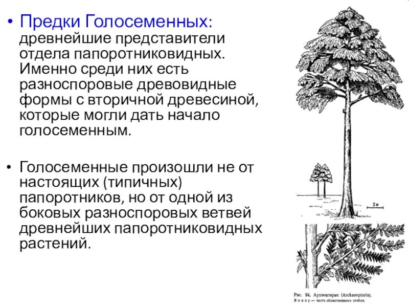 Первые примитивные голосеменные. Древнейшие голосеменные. Отдел голосеменные класс хвойные. Древние голосеменные. Голосеменные растения появились.