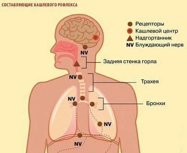 Центр кашля. Рефлекс кашля физиология. кашель физиология кашлевого рефлекса. физиология кашля механизм кашля. кашлевые рецепторы.