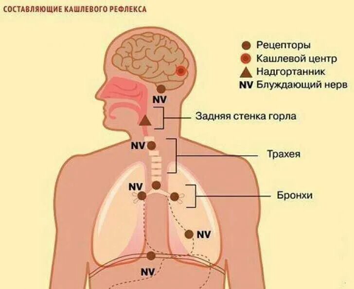 Рефлекс кашля физиология. Кашель физиология кашлевого рефлекса. Физиология кашля механизм кашля. Кашлевые рецепторы. Этапы рефлекторного кашля