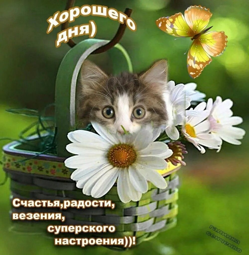 Прикольная открытка доброго дня и хорошего настроения. Хорошего дня и отличного настроения. хорошего дня и отличного настроени. хорошие пожелания. открытки с пожеланиями хорошего дня.