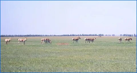 Отметь пункты которые относятся к аскания нова