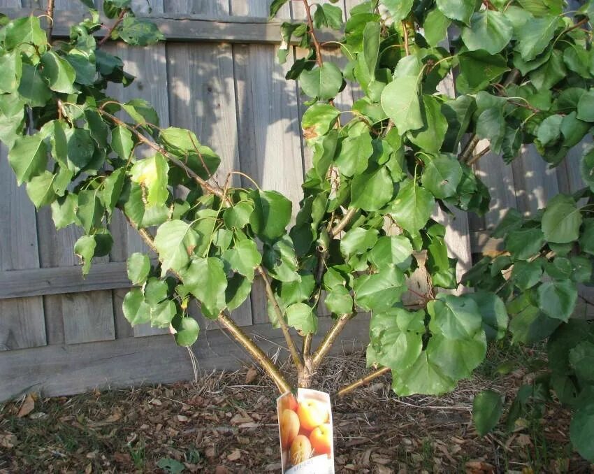 Абрикос плодоносит через год. Абрикос Полесский крупноплодный. Абрикос дерево саженец. Побег дерева абрикоса. Абрикос обрезкавзрослоео дерева.