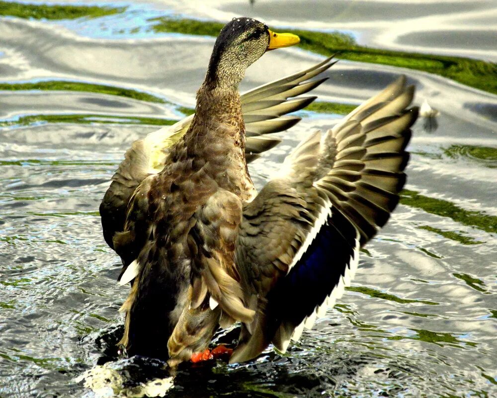 Утенок чайки. Утёнок нырнул. Утка в полынье. Мама утка. Зеленоградские дикие утки.