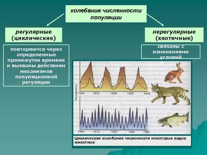 Наибольшее видовое разнообразие наблюдается в царстве. Колебания численности популяции. Типы колебания численности популяции. Причины колебания численности популяций. Периодические и непериодические колебания численности популяции.