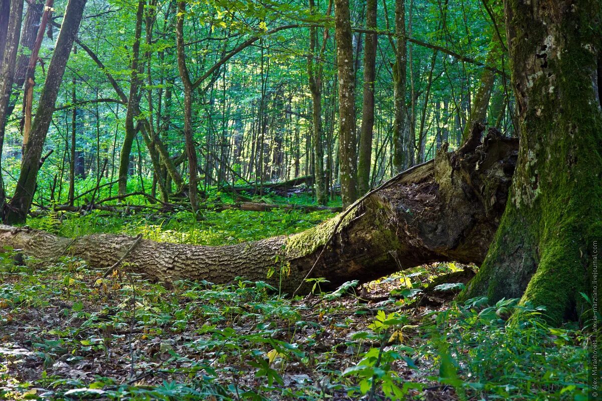 леса беловежской пущи. беловежская пуща реликтовый лес. белоруссия беловежская пуща заповедник. пуща лес. беловежская пуща реликтовые деревья.