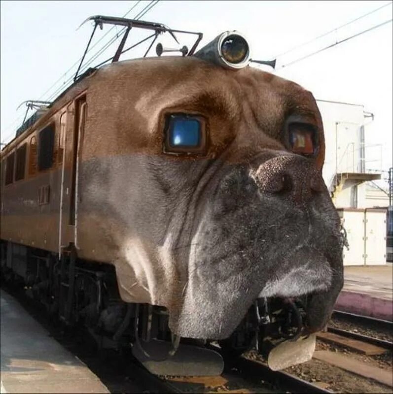 Прикольные картинки поезда. Смешные поезда. Смешные вагоны. Электричка собака. Самые смешные поезда.