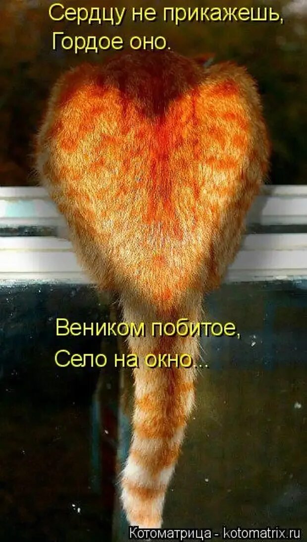 А сердцу не прикажешь. Сердцу не прикажешь. сердцу не прикажешь афоризмы. сердцу не прикажешь картинки с надписями. не прикажешь.