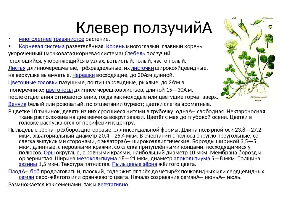 Морфологический критерий клевера лугового и ползучего. Морфологический критерий клевера лугового и ползучего