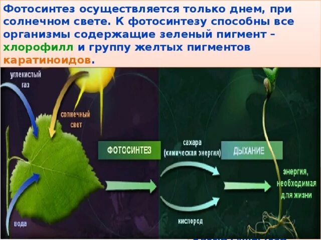 Опыт фотосинтез вода. Схема протекания фотосинтеза. Процесс фотосинтеза. Картинка фотосинтеза у растений. Фотосинтез 6 класс.