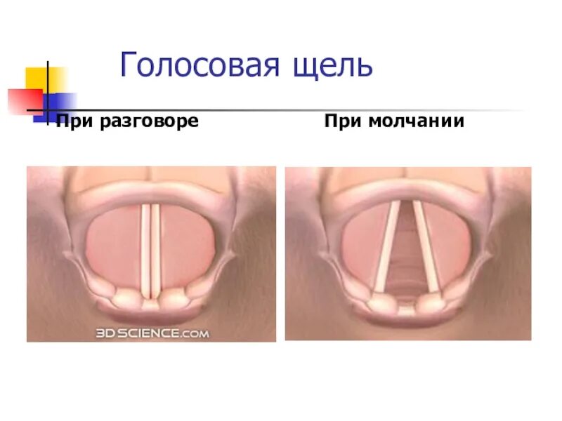 Закрытая голосовая щель. Голосовая щель при разговоре. Голосовая щель при пении. Положение связок при молчании разговоре шепоте