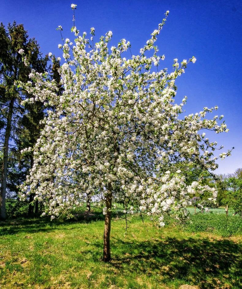 Яблоня раскидистая. Высокорослые яблони. Яблоня мелкоплодная. Malus дерево. Дерево яблоня молодая