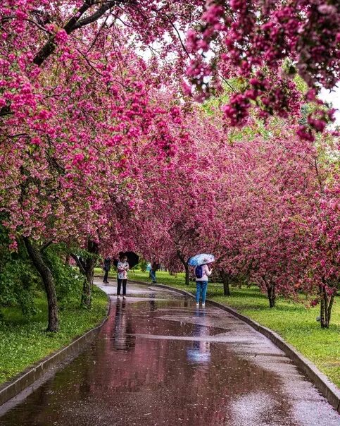 Екатерининский сад москва сакура. Екатерининский парк в москве. Екатерининский парк в москве цветение. Екатерининский парк яблоневая аллея. Екатерининский парк яблони.