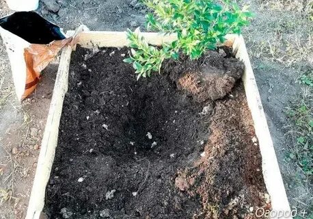 Посадка саженца голубики осенью