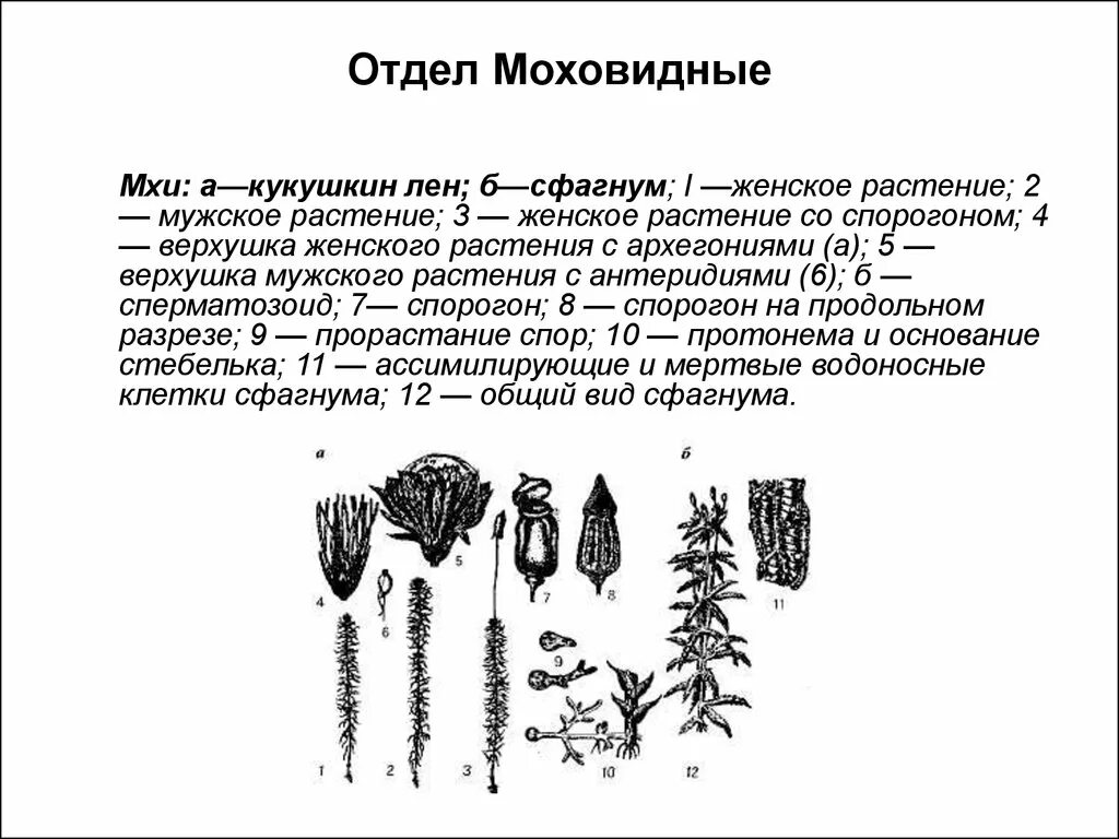 Растения имеющие архегонии. Архегоний кукушкиного льна. спорогон растения.