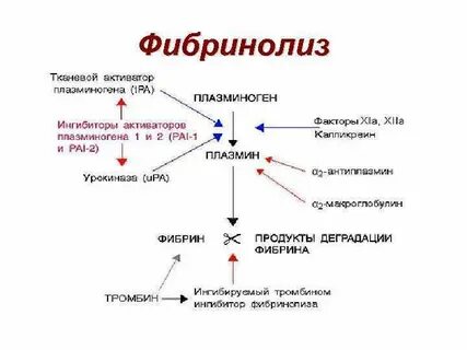 Функциональная роль фибринолиза заключается