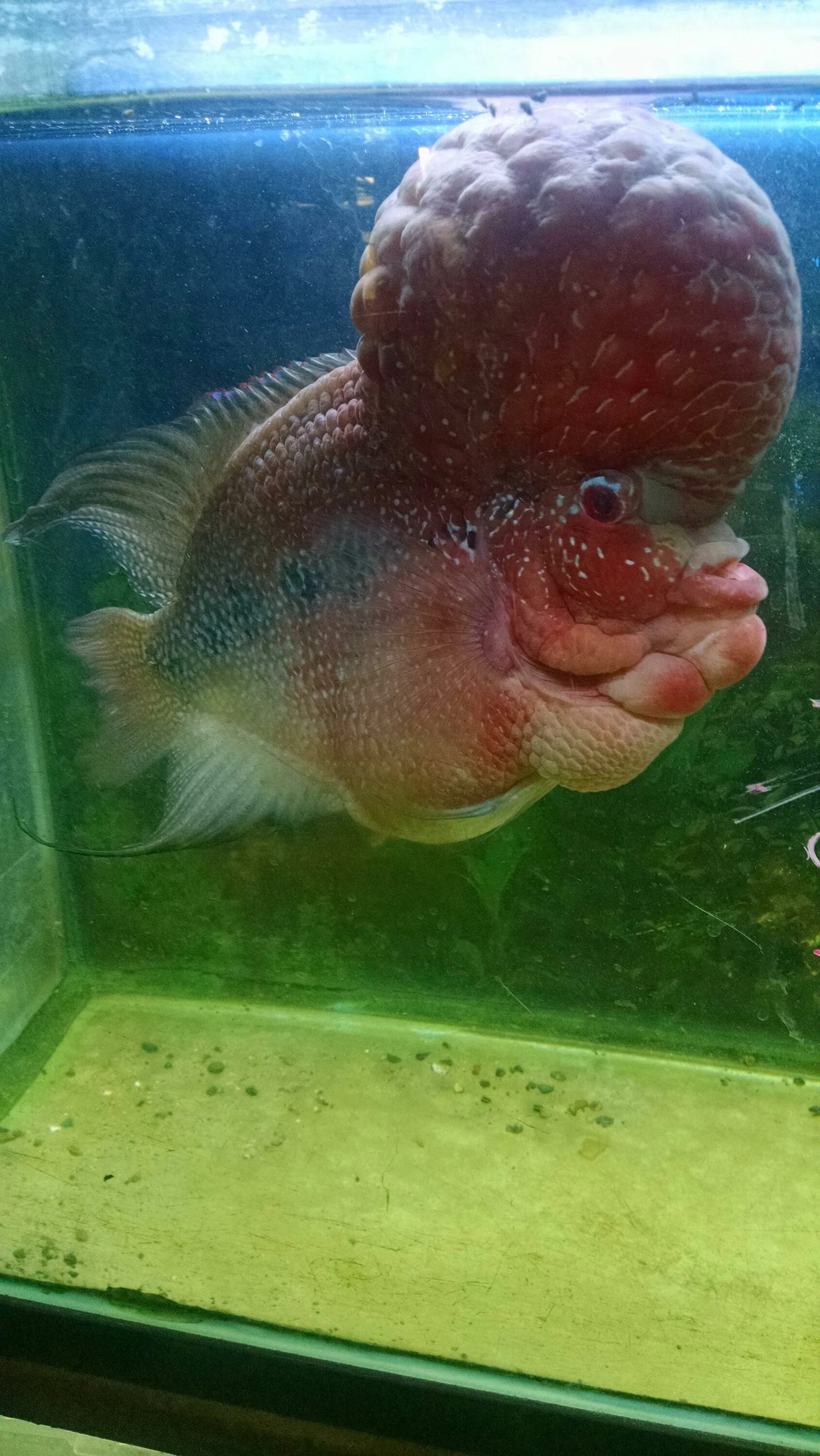 Brain fish. Фловер Хорн рыба аквариумная. Фловер Хорн красный. Фловер Хорн мальки. Фловер Хорн большой.