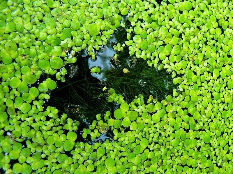 гидрофиты кувшинка. гидрофиты и гидатофиты. гидрофиты кувшинка. эйхорния водный гиацинт. представители водных растений.