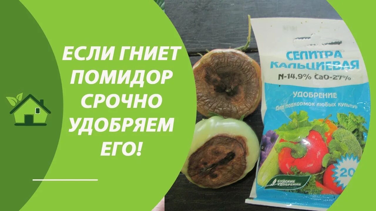 Подкормить томаты селитрой