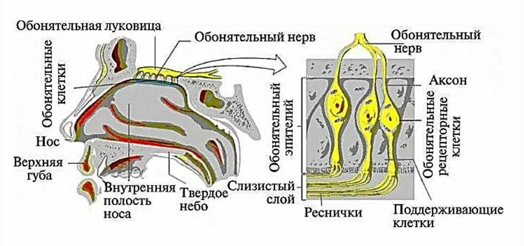 1 нерв обонятельный. Обонятельный нерв анатомия схема. Обонятельный анализатор. Обонятельный анализатор строение и функции.