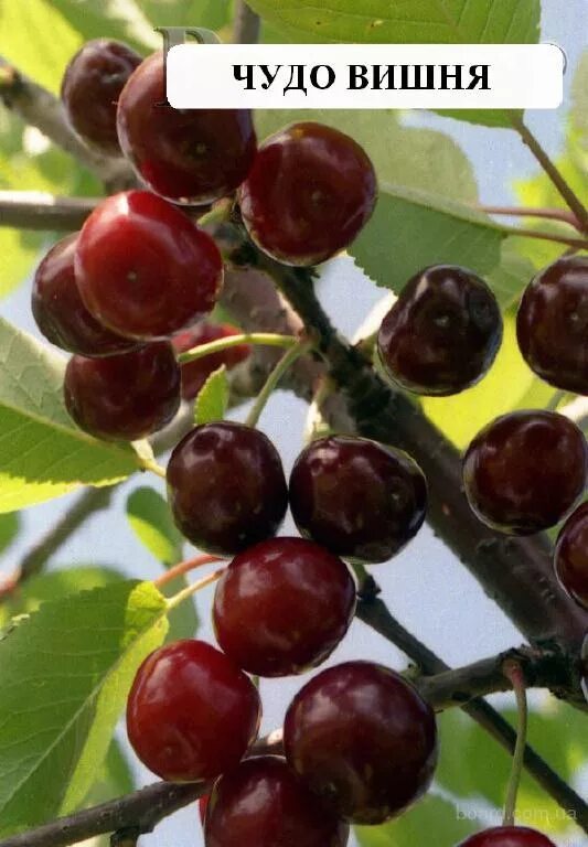 Сорт дюка чудо вишня. Дюк чудо вишня. вишня дюк чудо-вишня. черевишня факел. вишня+черешня дюк.