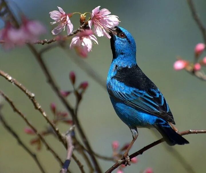 Масковый Дакнис. Красивая синяя птица.