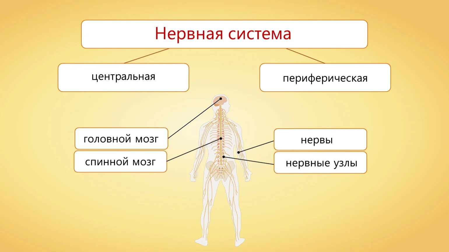 Нервная система. Нервная система человека. Строение нервной системы человека. Центральная нервная система.