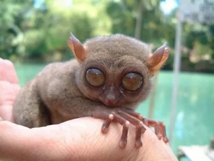 Scary animals