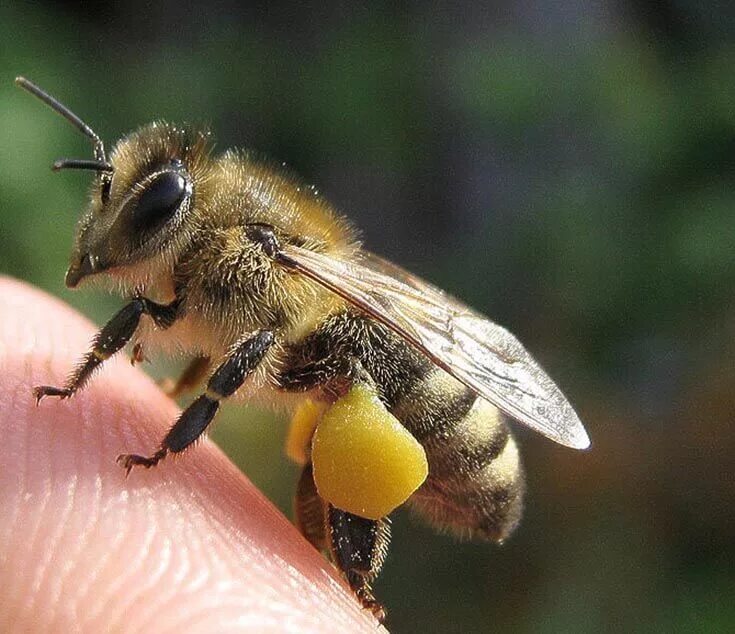 Пчела питается пыльцой. Хоботок шмеля. Пчелиная пыльца (Bee pollen). Пчела с пыльцой. Шмель с желтыми лапками.