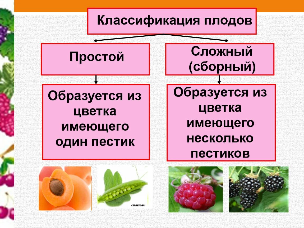 Строение и разнообразие цветков плодов и семян. Плод разнообразие плодов 6 класс биология. Плоды растений биология. Тема по биологии плоды. Основные группы плодов