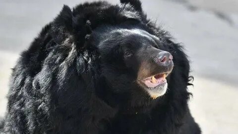 Bear dying