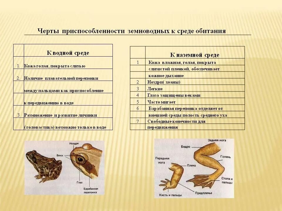 Внешнее строение рыбы и земноводных. Земноводные приспособление к среде обитания. Черты приспособленности земноводных к среде обитания к водной среде. Черты приспособления лягушки. Черты приспособленности к среде обитания земноводных.