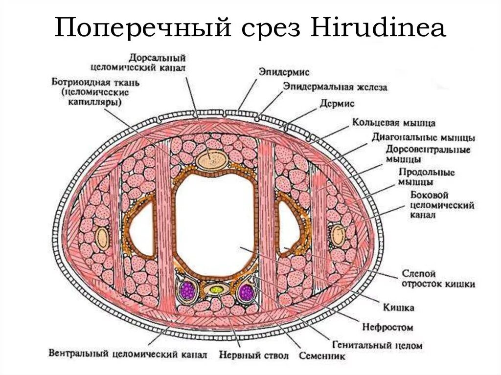 Зарисуйте срезы. Медицинская пиявка строение поперечный срез. Поперечный разрез медицинской пиявки. Срез нематоды гистология. Внутреннее строение медицинской пиявки поперечный разрез.