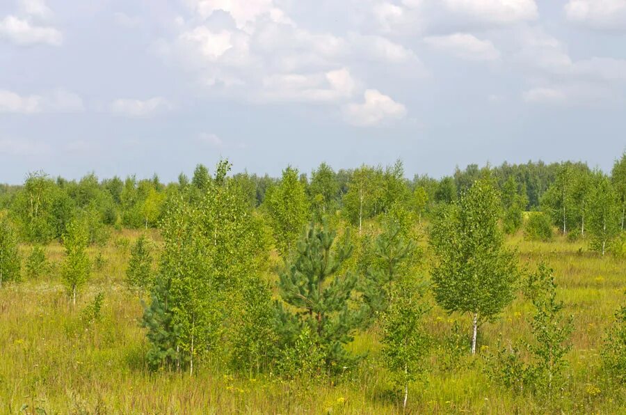 Поле заросшее лесом. Заросший земельный участок лес. Заросшие Лесные культуры. Леса сельскохозяйственного назначения. Заросли березки