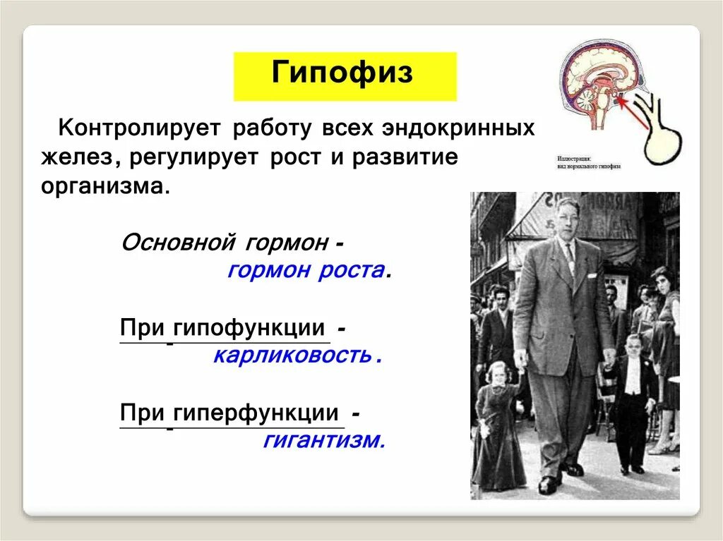 Гипофункция гормонов гипофиза. Нарушения при гиперфункции гипофиза. Заболевания при гиперфункции гипофиза. Гипофункция и гиперфункция желез внутренней секреции. Заболевания при гипофункции гипофиза.