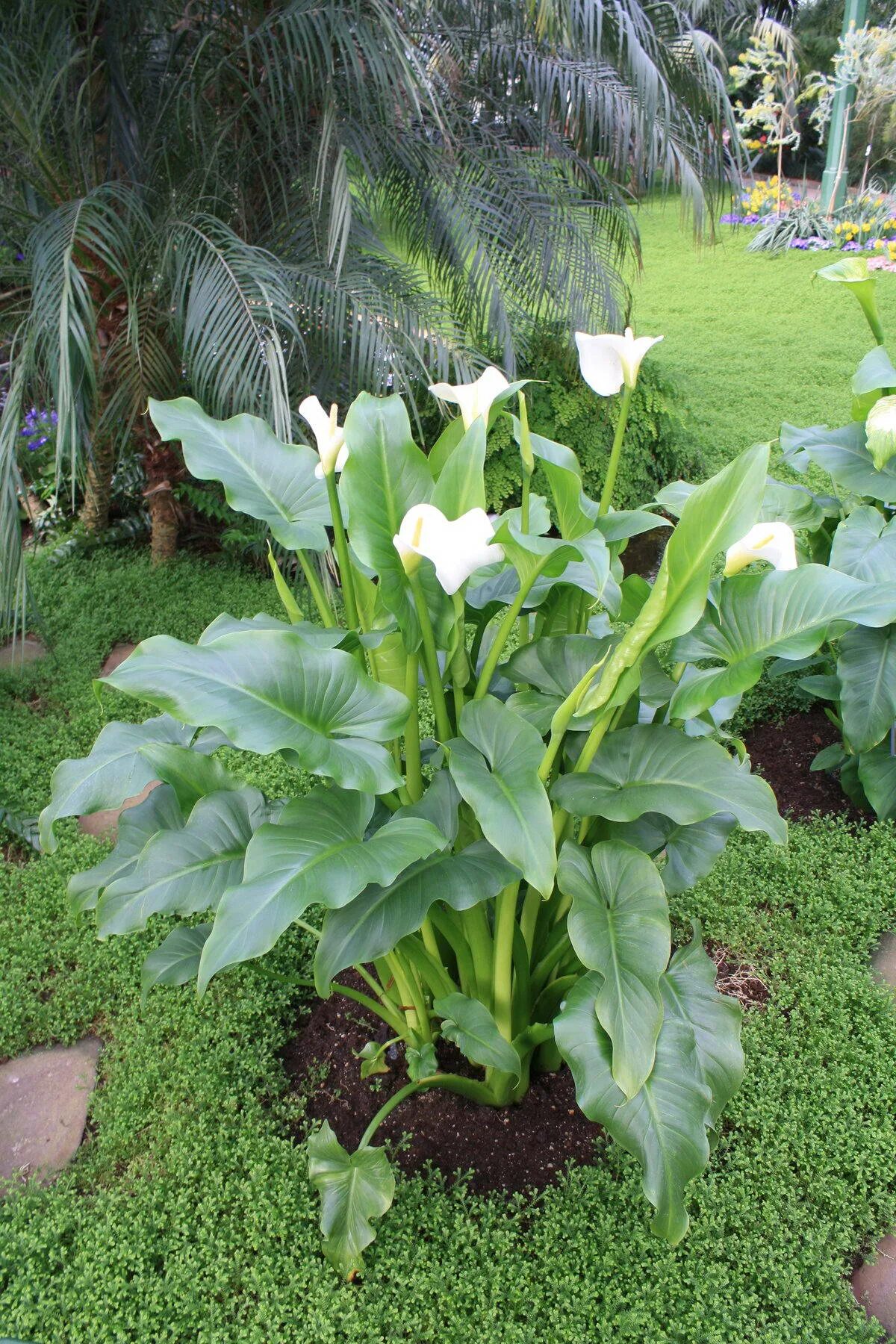 100 Pcs Calla Lily Bonsai Rare Plants Flowers Room Flowers Rhizome Zantedeschia 