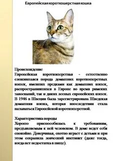 Кошачьи описание