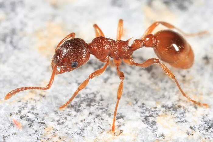 Муравьи Myrmica rubra. Мирмика Рубра. Рыжая мирмика муравей. Черная мирмика.