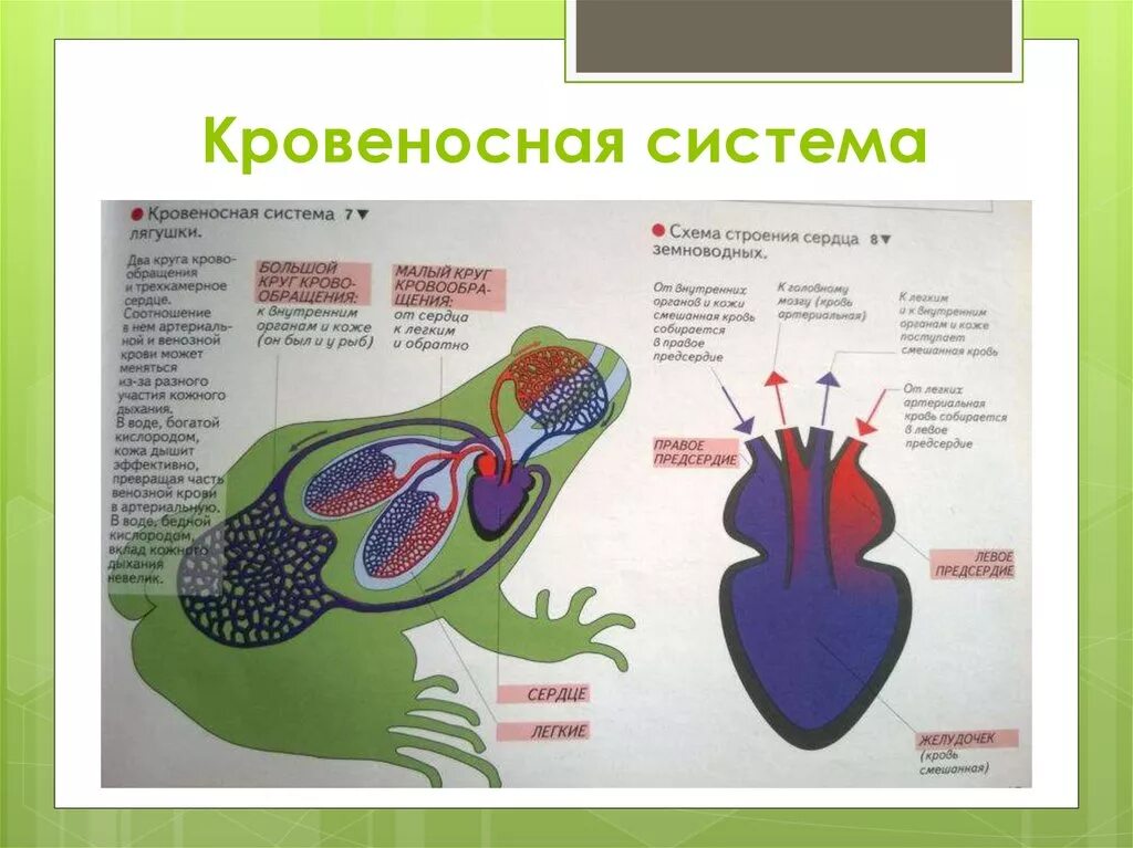 В желудочке земноводных находится. Кровеносная система головастика земноводных. Кровеносная система и кровь у лягушки. Общая схема кровеносной системы лягушки. Строение сердца и кровеносной системы лягушки.