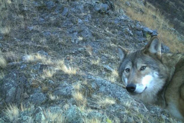 Photographer Ronan Donovan on Yellowstone Shadow wolf, Wolf dog, Werewolf aesthe