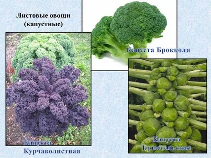 К листовым овощам относятся