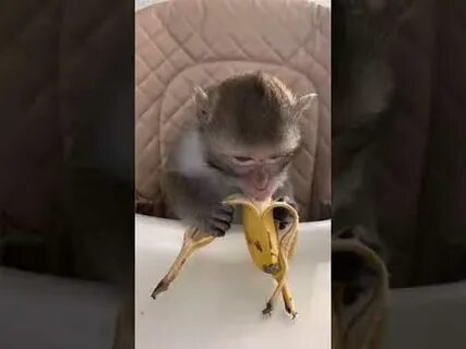 Обезьяны макаки видео