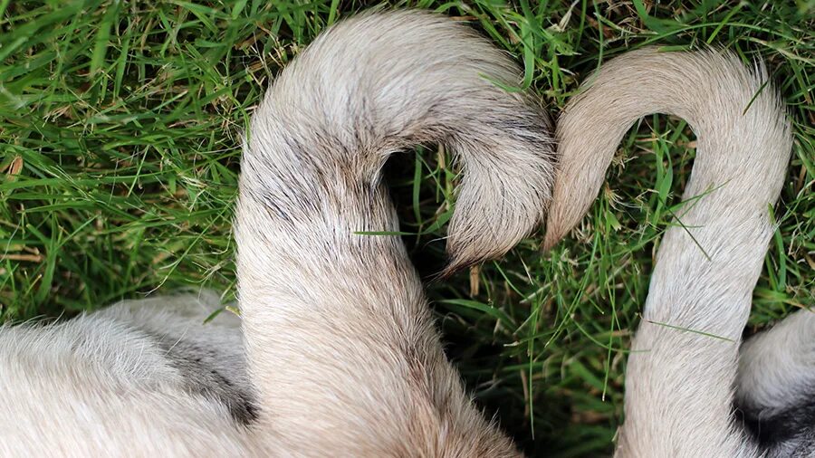 Tail animals