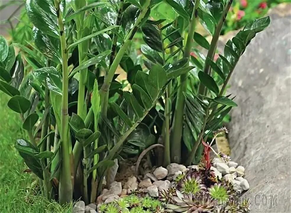 Файл:Zamia pumila 002.jpg - Вікіпэдыя