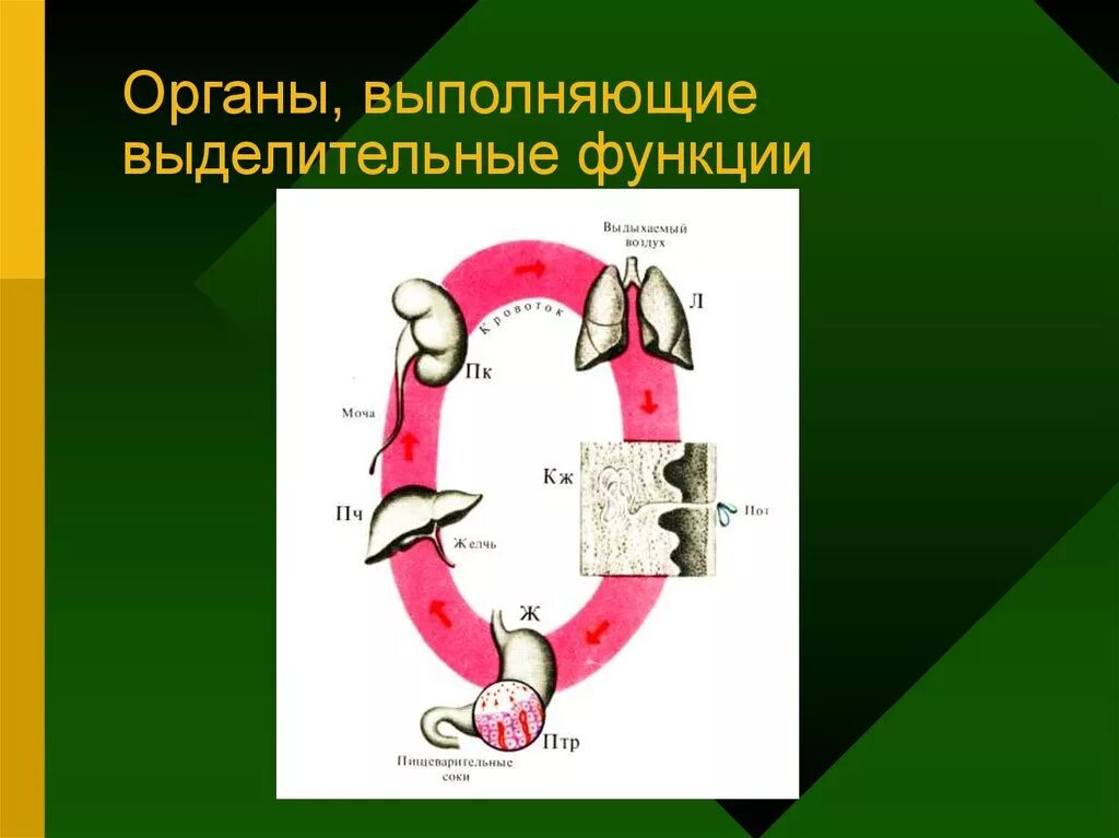 Какие системы органов выполняют выделительную функцию. Органы выполняющие выделительную функцию. Органы которые выполняют выделительные функции. Орган и выполняемая функция. Какие органв выполняют выделительнуб функ.