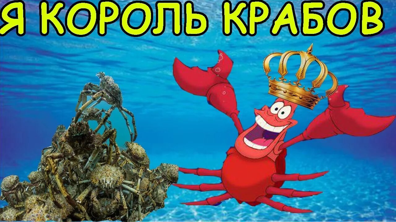 Кан крабы. Царь краб. Крабовый Король. Король крабов в океане. Кан крабовый Король.