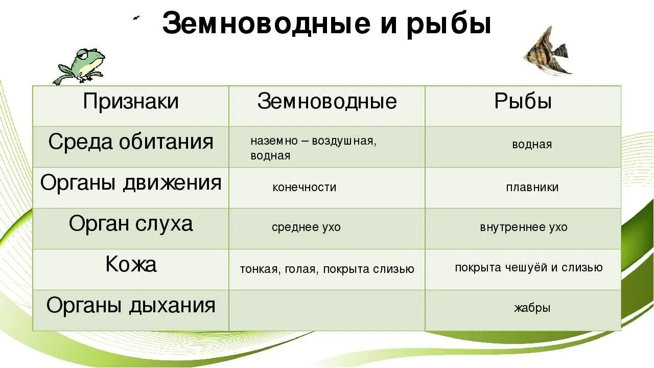 Черты сходства строения земноводных и рыб. Сходства и различия земноводных и рыб. Сходства рыб и земноводных. Сходства и различия земноводных. Отличие рыб от земново.