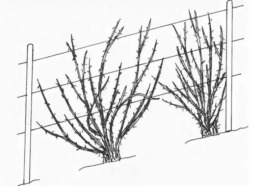 Как обрезать ежевику весной для начинающих правильно. Шпалерная формировка крыжовника. Штамбовая формировка смородины. Формировка крыжовника на шпалере. Шпалерная подвязка крыжовника.
