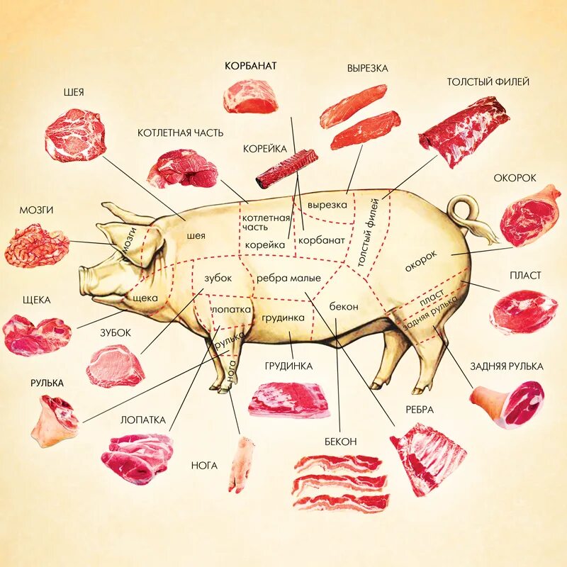Части свиного мяса. Схема разделки свиной туши. Схема розничной разделки свиной туши. Схема разруба туши свинины. Свинья разделка туши схема.