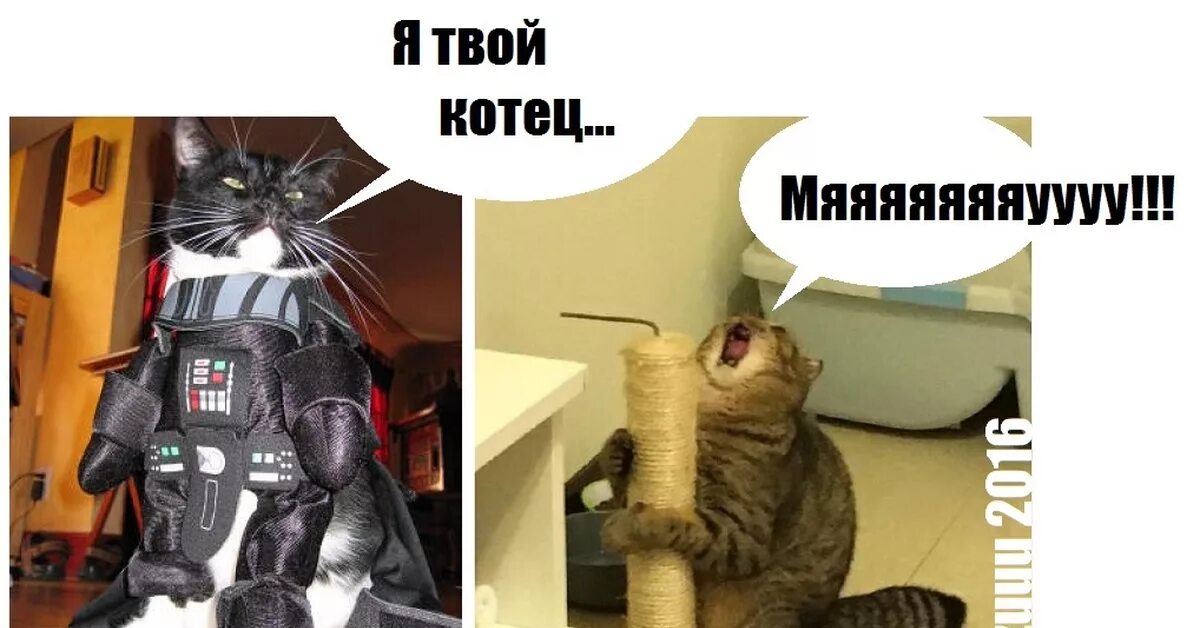 Котики Звездные войны. Мемы Звездные войны с котиками. Коты в костюме Звёздные войны. Кот Вейдер. Пародия твои