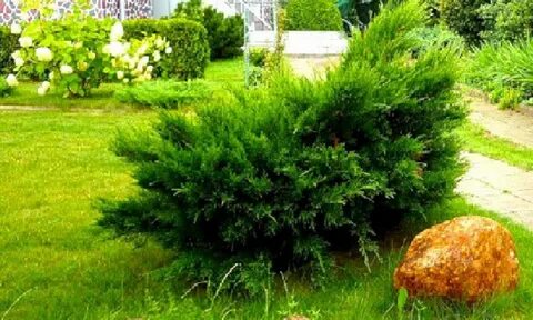 Как пересадить можжевельник на другое место осенью